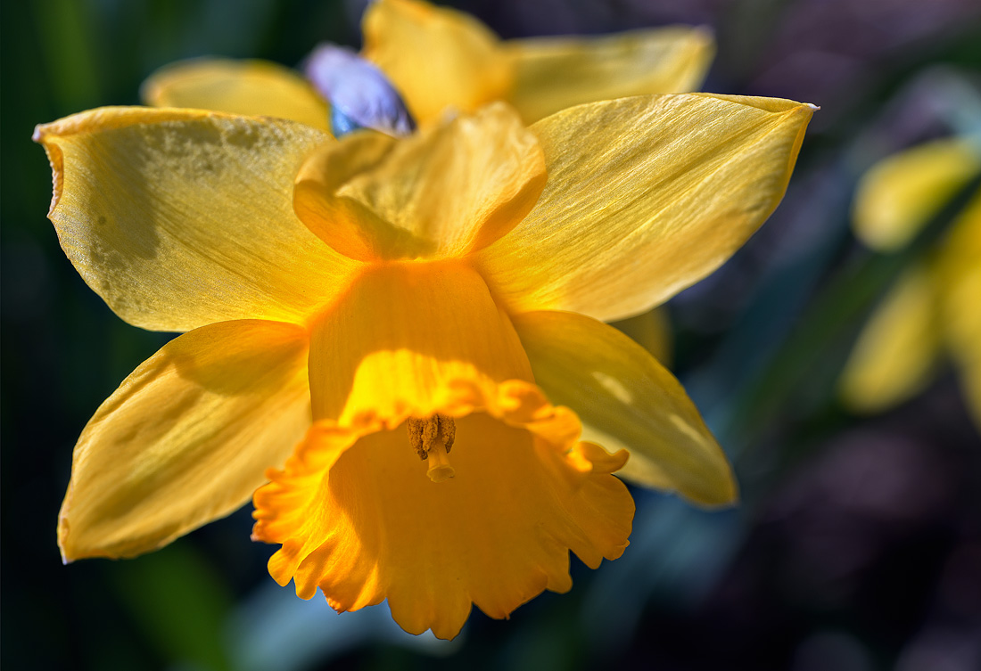 Spring Flower