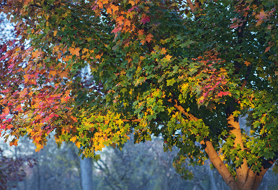 Fall in Pennsylvania 2015