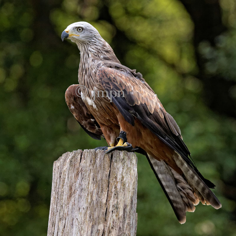 Milvus migrans - Milan noir - Black Kite