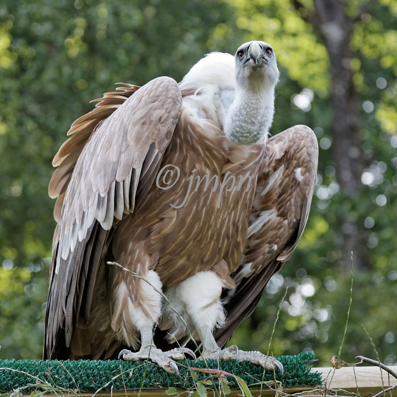 Gyps himalayensis - Vautour de lHimalaya - Himalayan Griffon Vulture