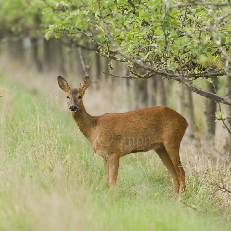 Capreolus capreolus (chevreuil, roe deer)