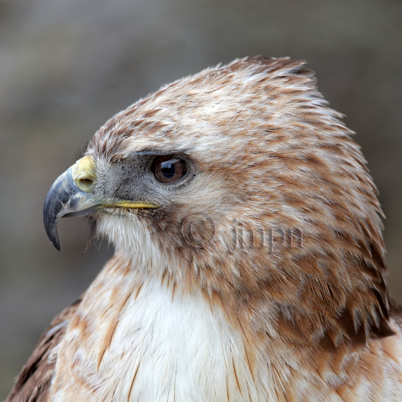 Buteo jamaicensis -Buse à queue rousse - Red-tailed Hawk