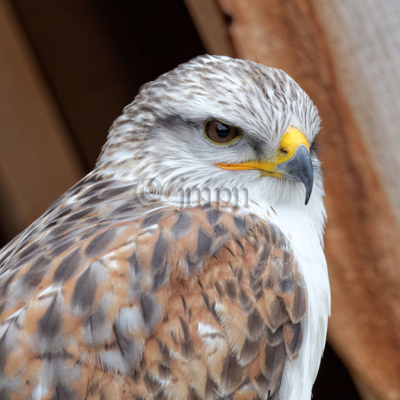 Buteo regalis -Buse rouilleuse - Ferruginous Hawk