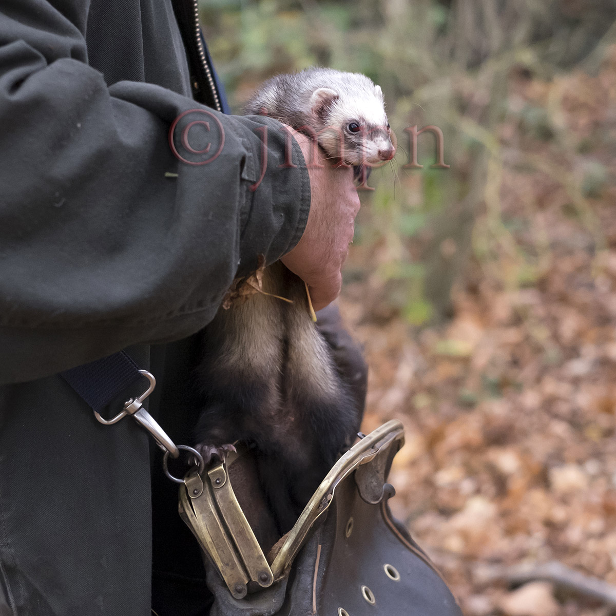 Ferret (rabbit hunting)