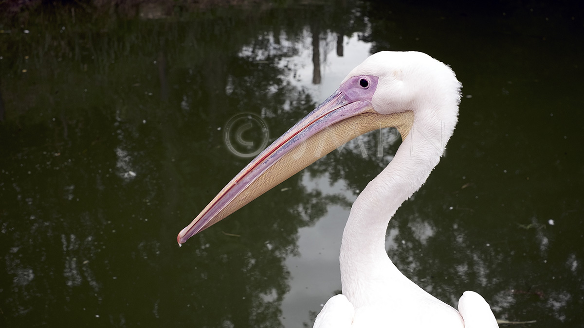 Pélican blanc, Great White Pelican , Pelecanus onocrotalus