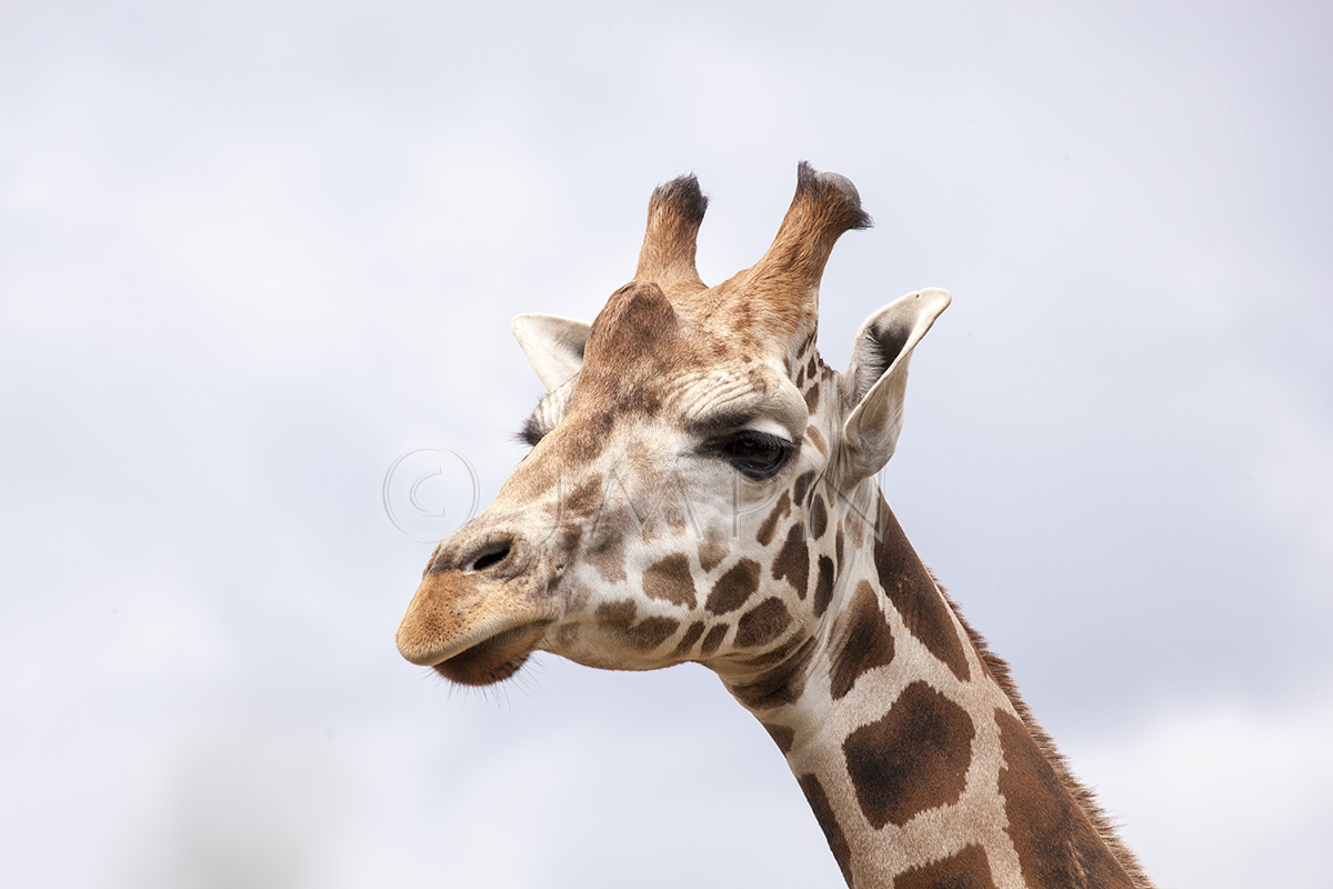 Girafe, Giraffa camelopardalis