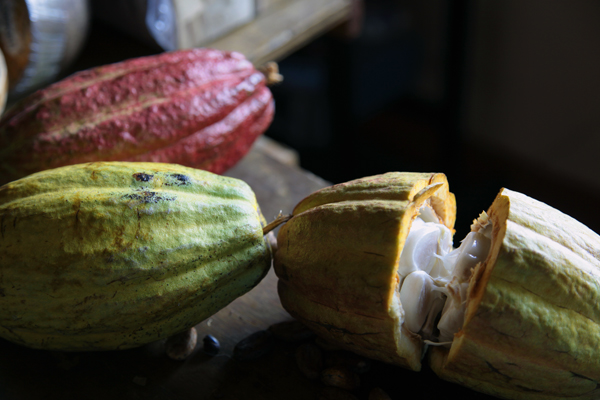 Cocoa Pods, Grenada.
