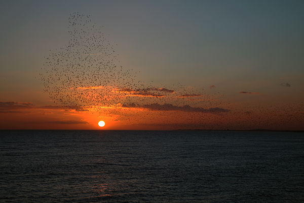 Murmuration of Starlings at sunset, Brighton Pier, Brighton, England.
