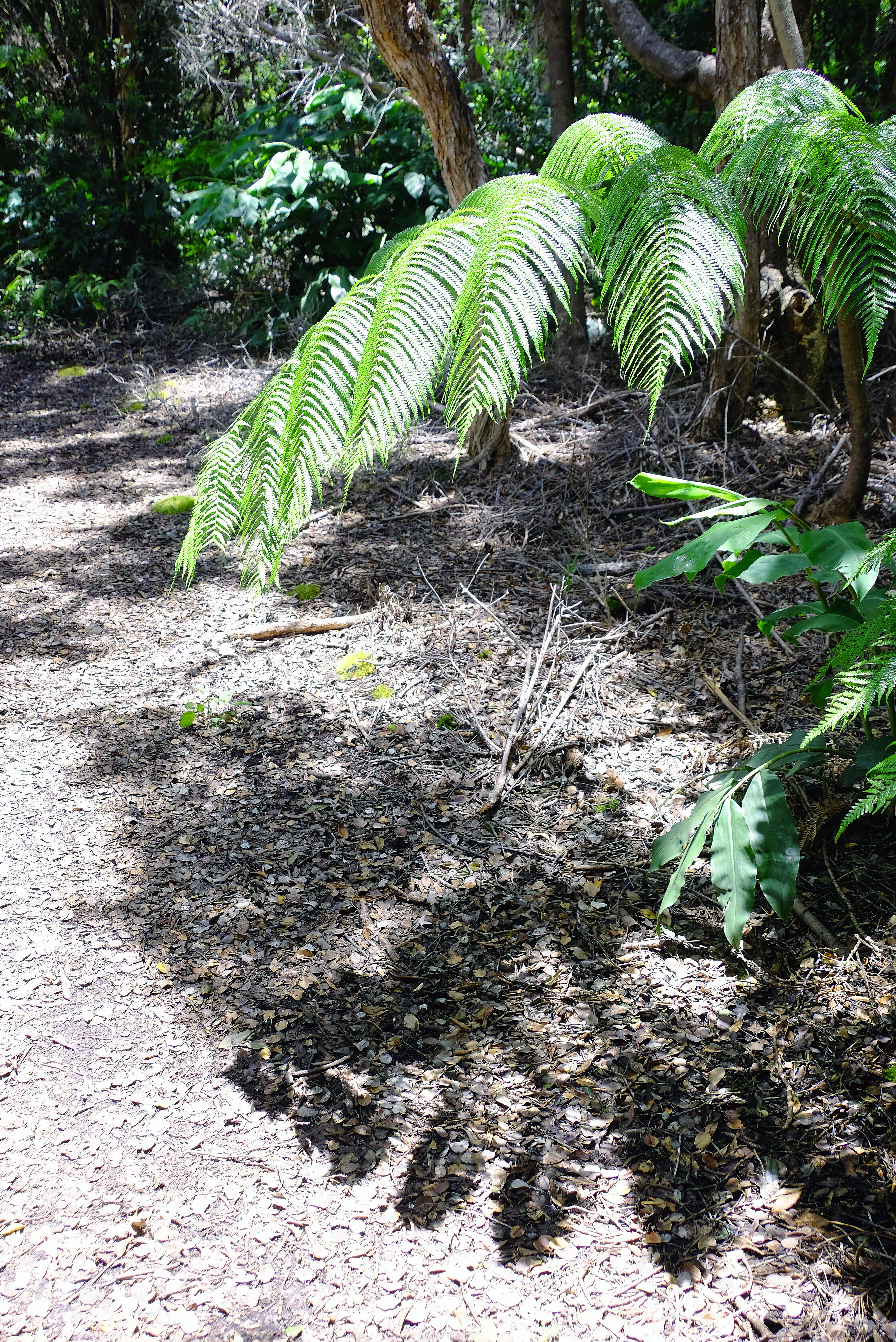 Fern and Shadow, DevastationTrail, Rain Forest, Hilo, Hawaii, USA.