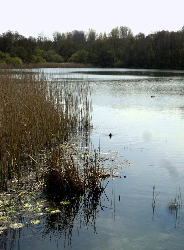 BURTON MILL POND