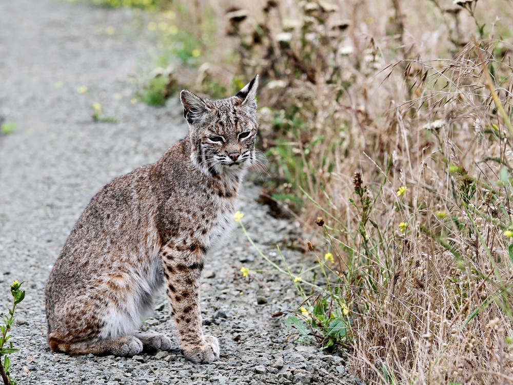 Lynx roux