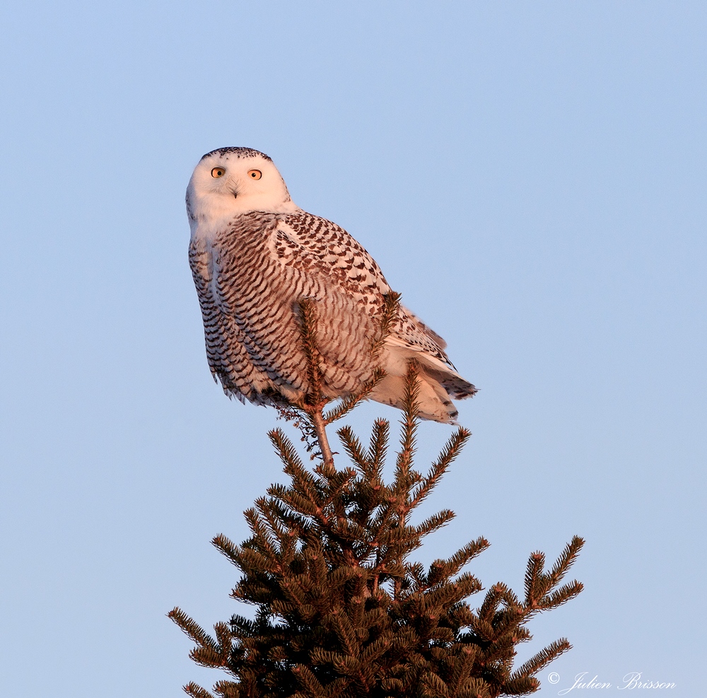 Harfang des neiges - Snowy Owl