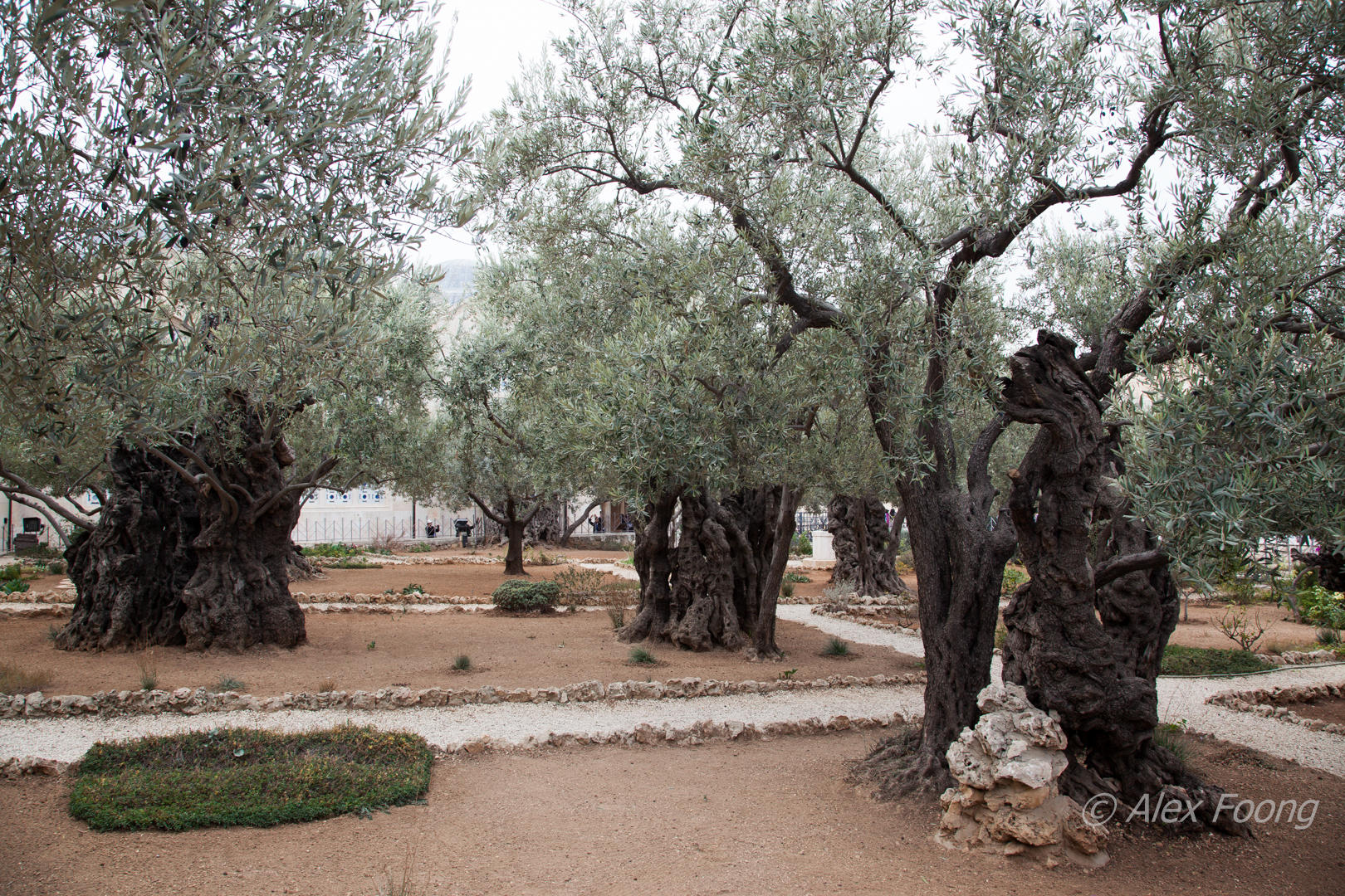 Garden of Gethsemane IMG_0198.JPG
