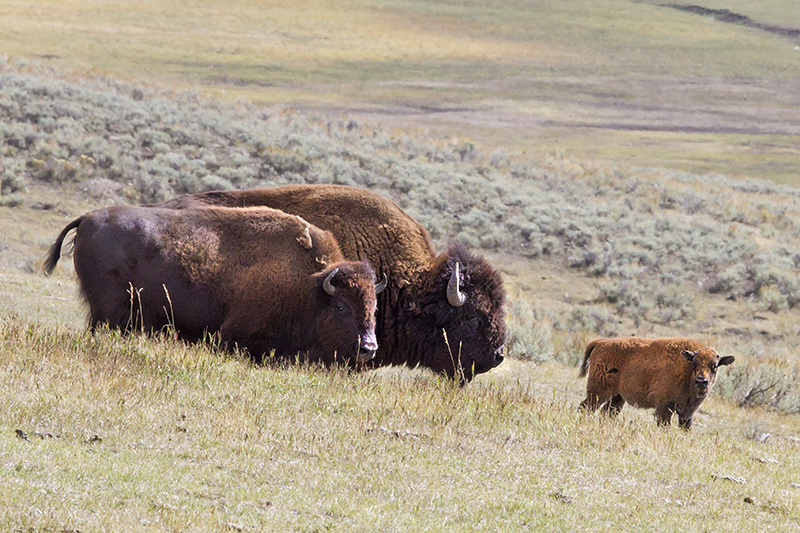 Bison family with young calf.jpg
