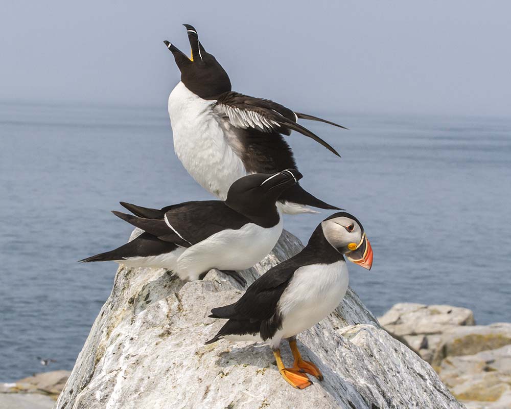 Razorbills and puffin on rock 2_IMG_2371.jpg