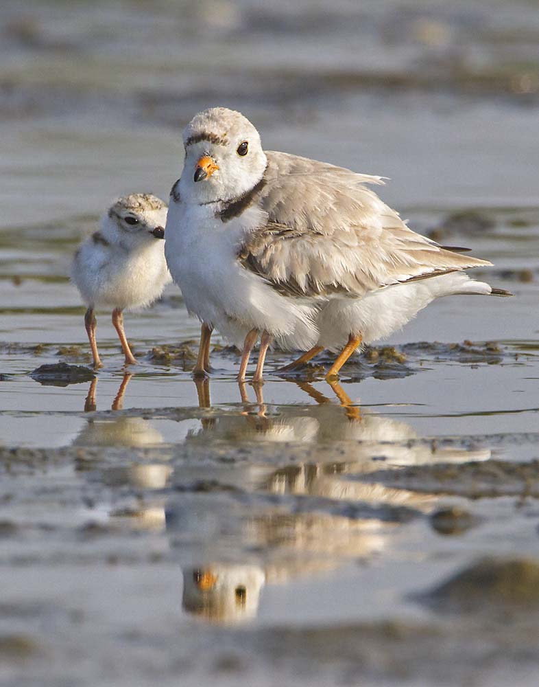 Piping Plover with babies and reflection.jpg