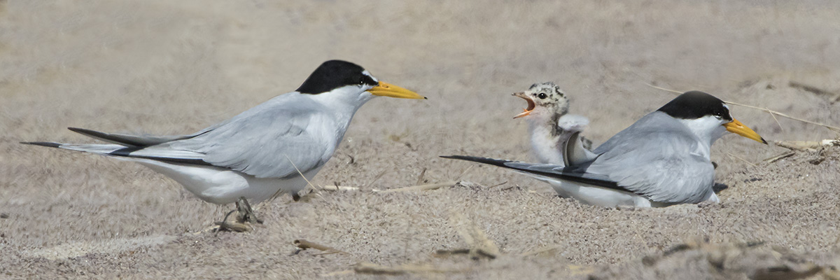 Least Tern baby begs to dad.jpg