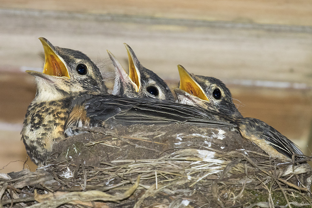 Robin trio with mouths open.jpg