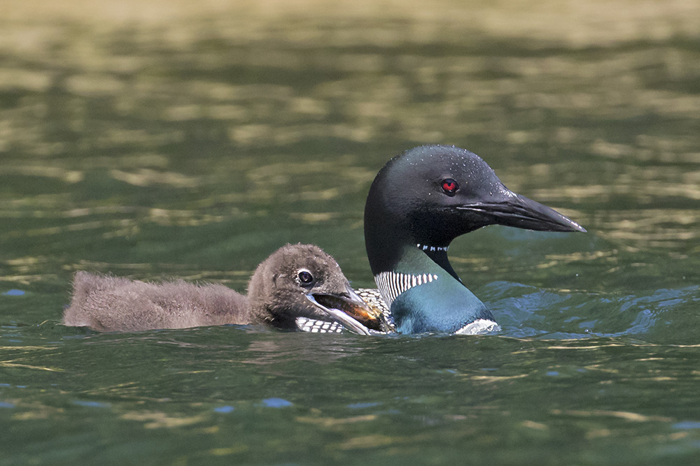 Loon chick with crayfish with mom.jpg