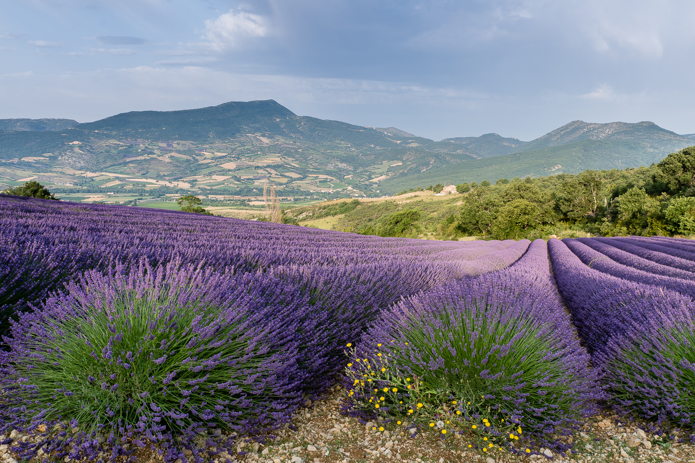 Lavender field  Sainte-Jalle valley