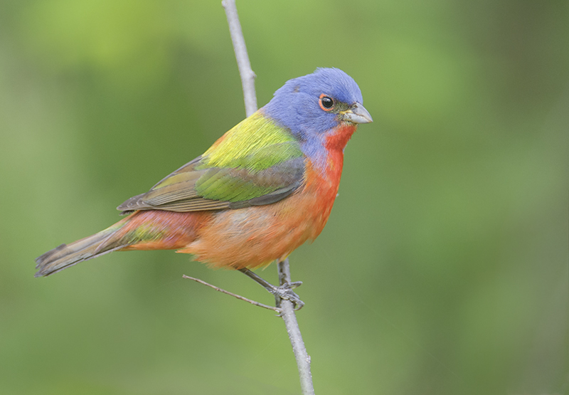 Painted Bunting