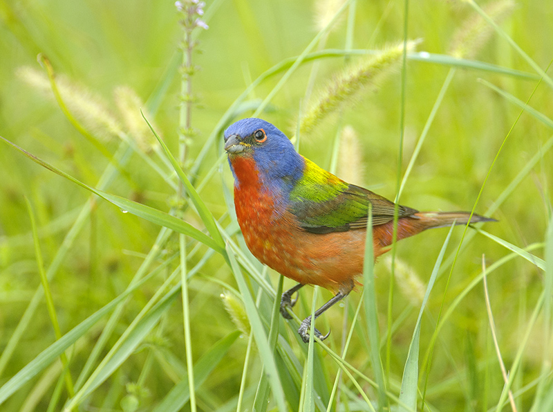 Painted Bunting