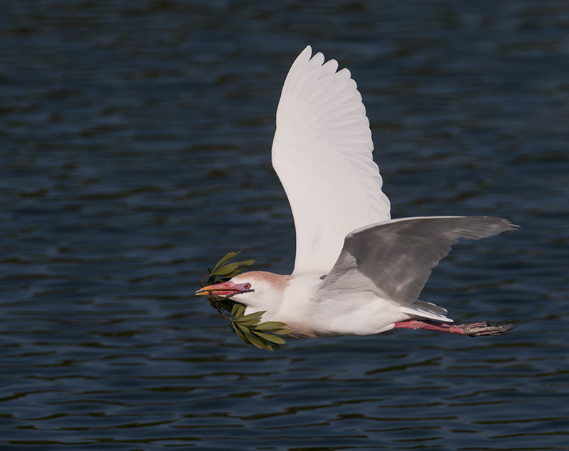 Cattle Egret