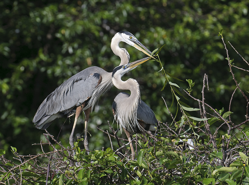 Great Blue Heron