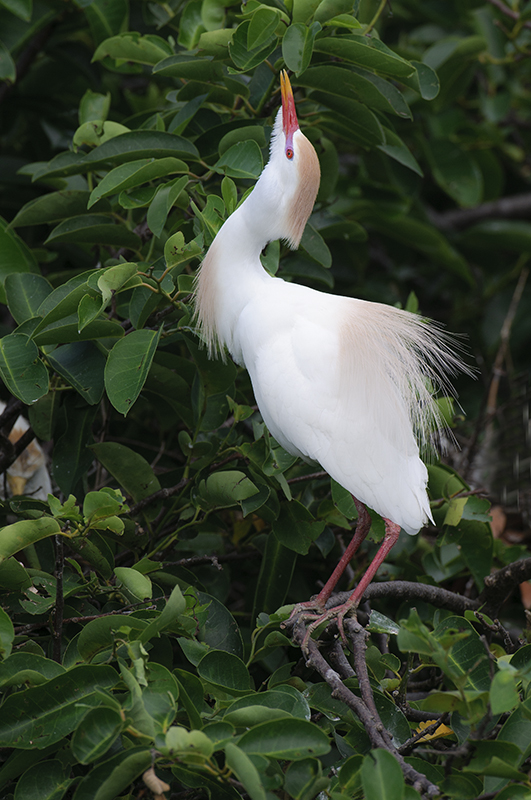 Cattle Egret