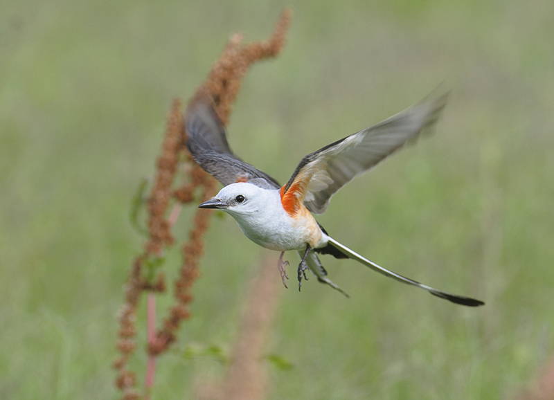 Scissor-tailed Flycatcher