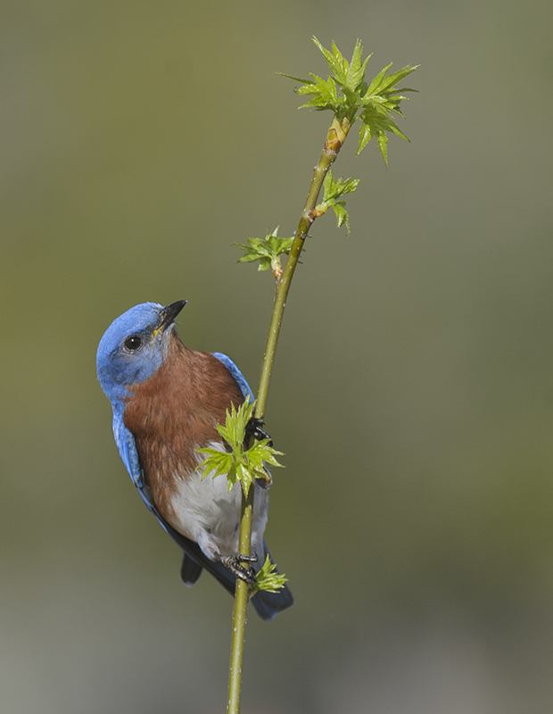 Eastern Bluebird