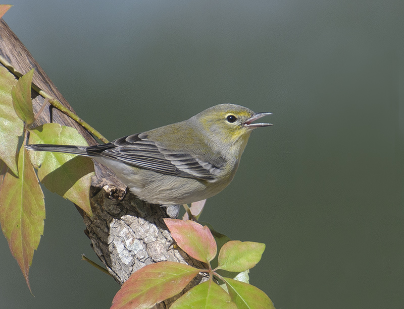 Pine Warbler