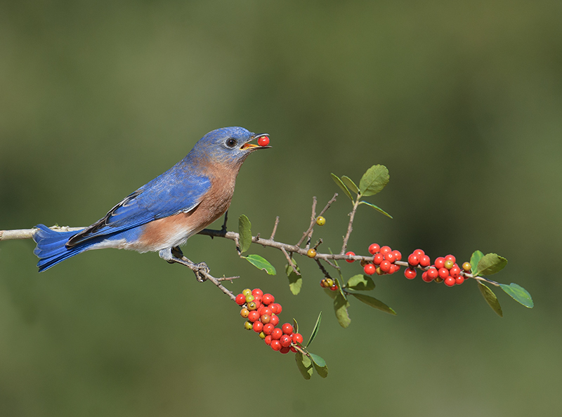 Eastern Bluebird