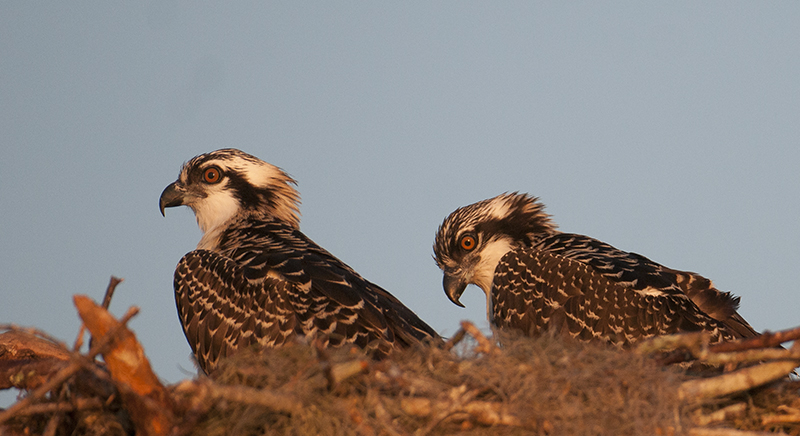 Young Ospreys