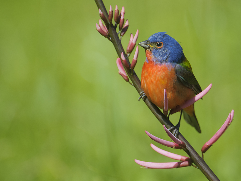 Painted Bunting