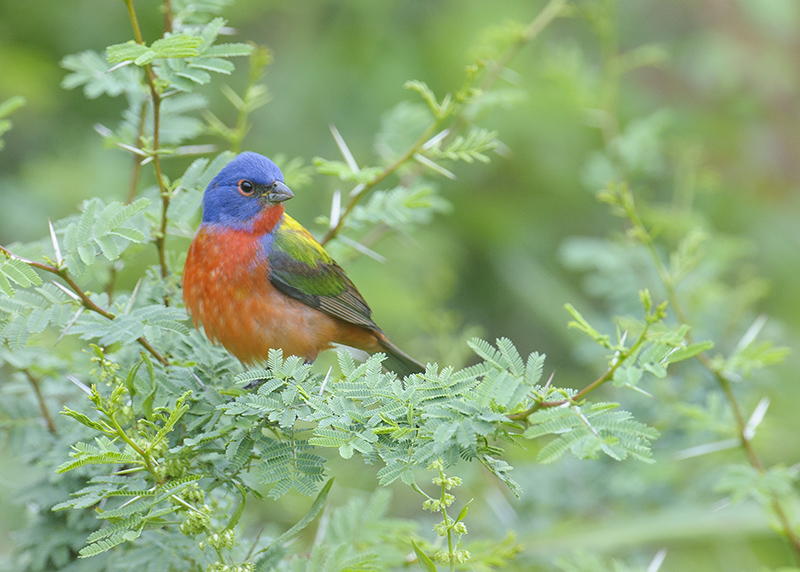 Painted Bunting