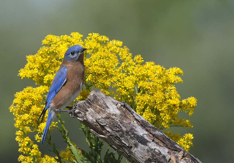 Eastern Bluebird