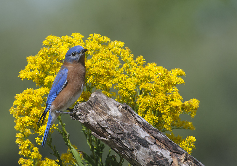 Eastern Bluebird