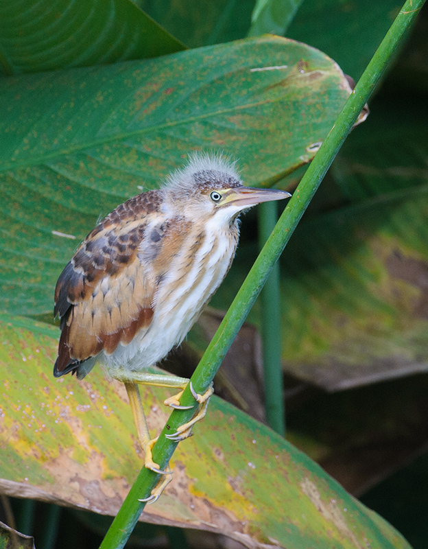 Least Bittern