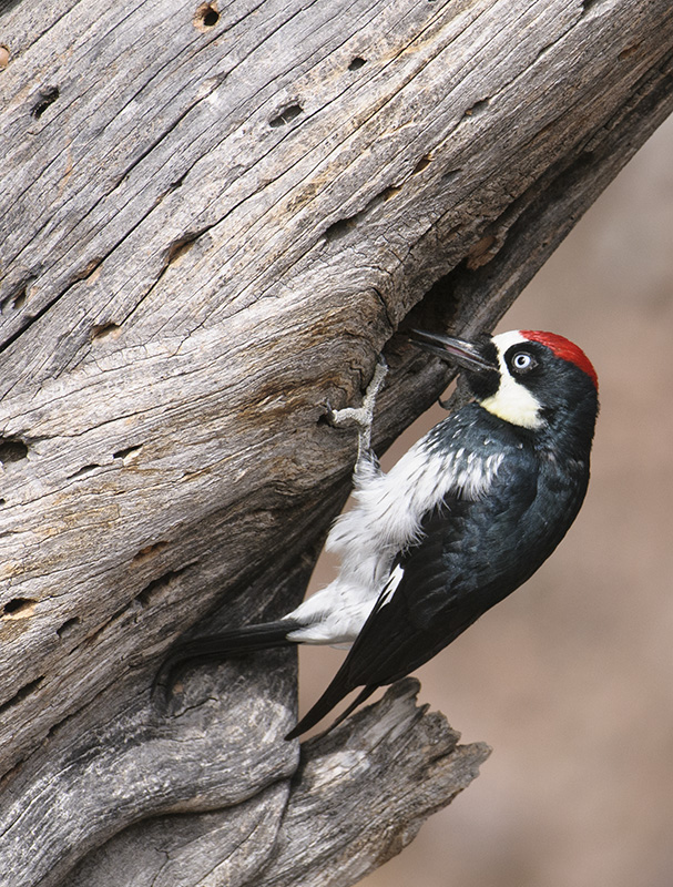 Acorn Woodpecker