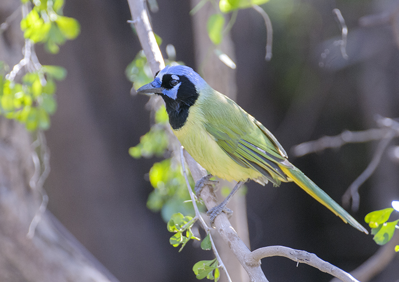 Green Jay