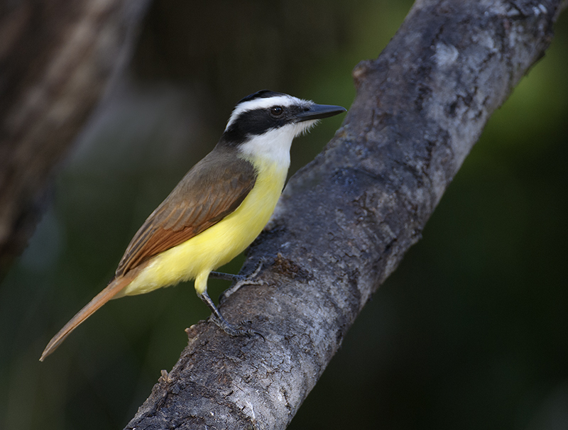 Great Kiskadee