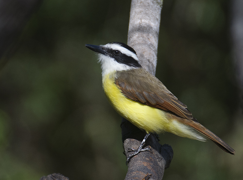 Great Kiskadee