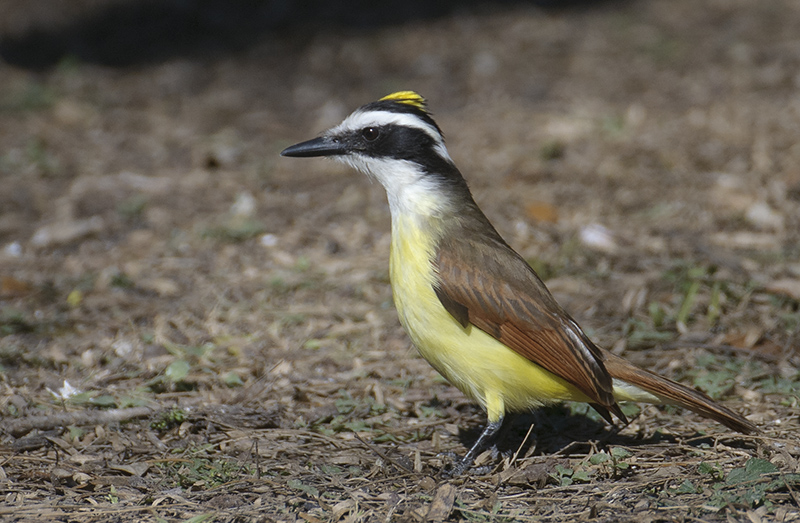 Great Kiskadee