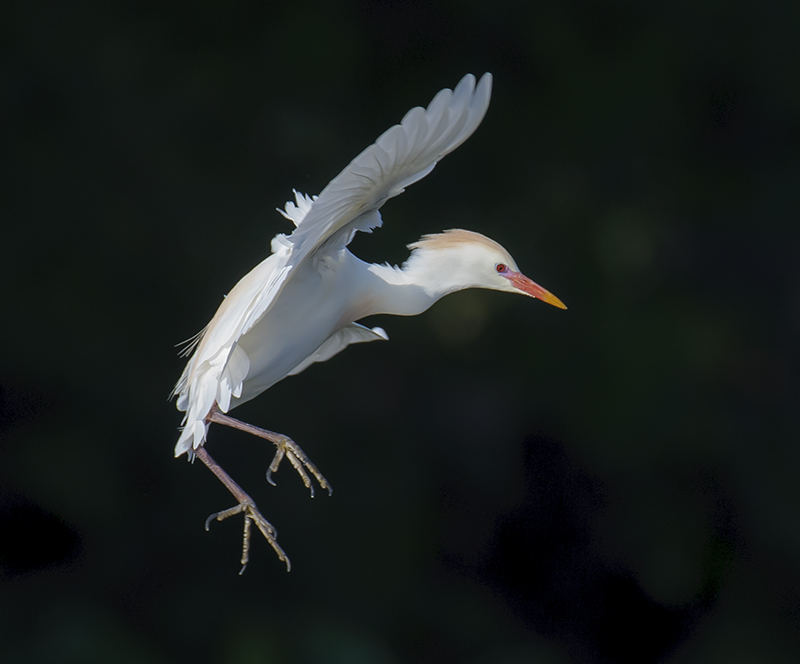 Cattle Egret