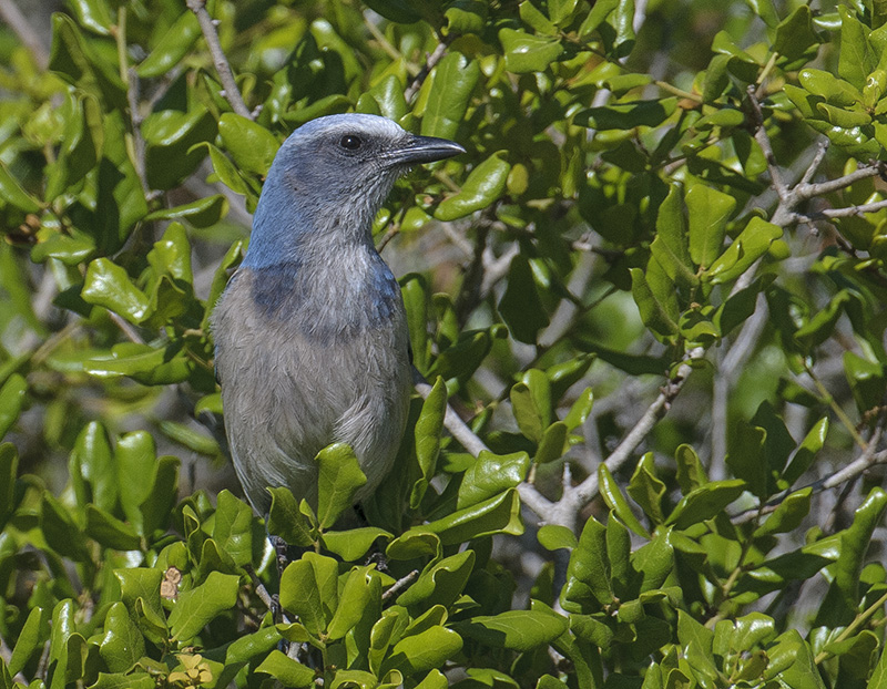 Florida Scrub Jay