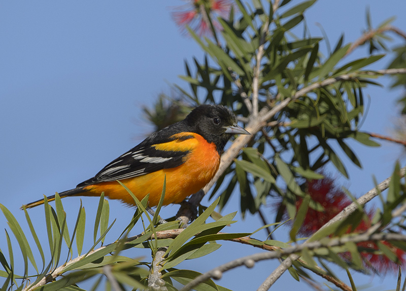 Baltimore Oriole