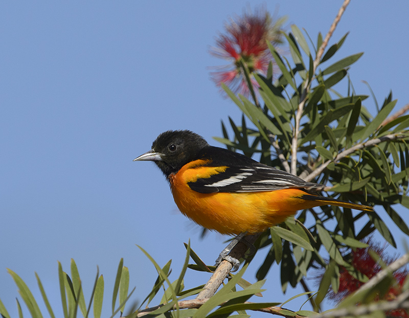 Baltimore Oriole