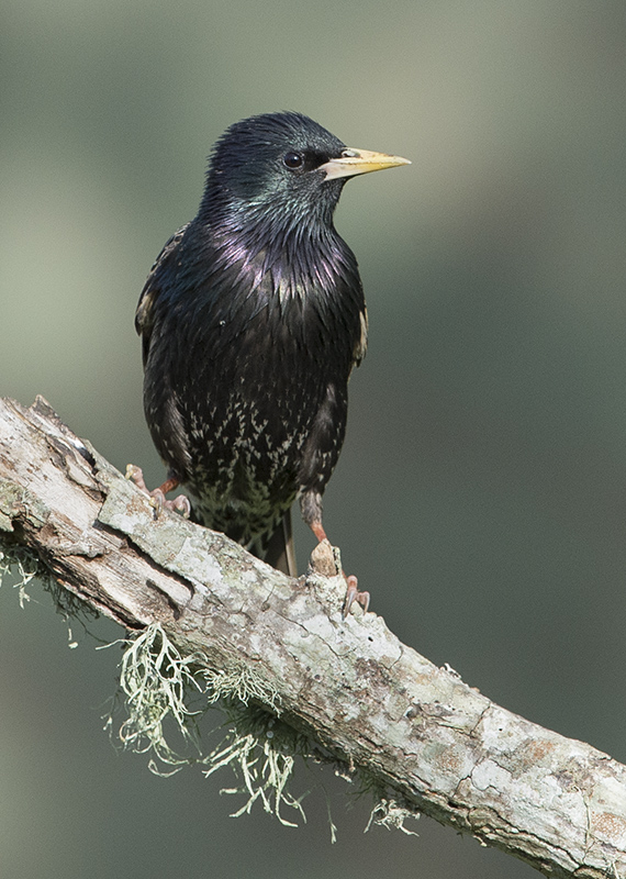 European Starling