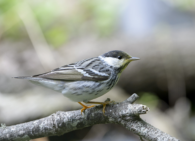 Blackpoll Warbler